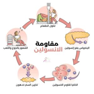 مقاومة الإنسولين وتأثيرها على خلايا الجسم وتخزين السكر والدهون